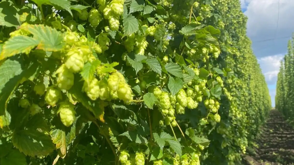 Фото: baltika.ru
Чувашия полностью импортозаместила производство хмеля