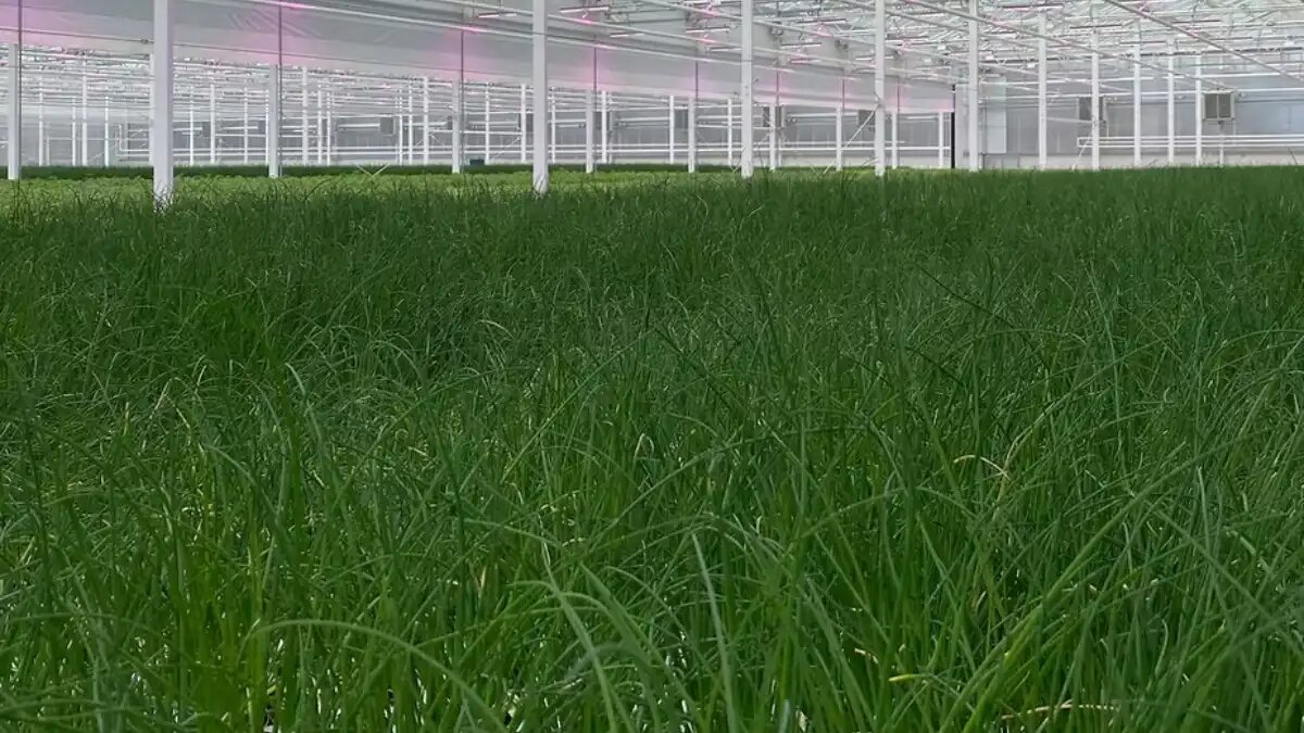 Фото:CleanGreens
Швейцарская компания CleanGreens реализует в Кувейте проект самой большой в мире аэропонной теплицы