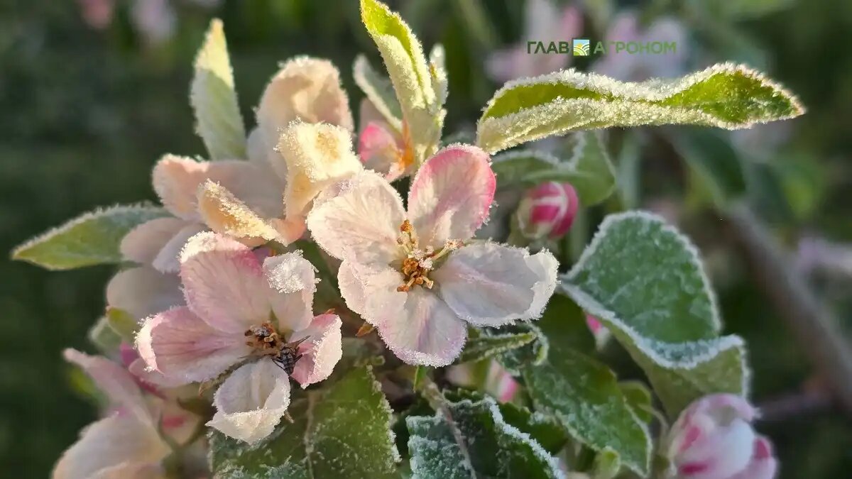 Фото:© Владимир Исаенко / Glavagronom.ru
Заморозки в Беларуси в мае 2025 года