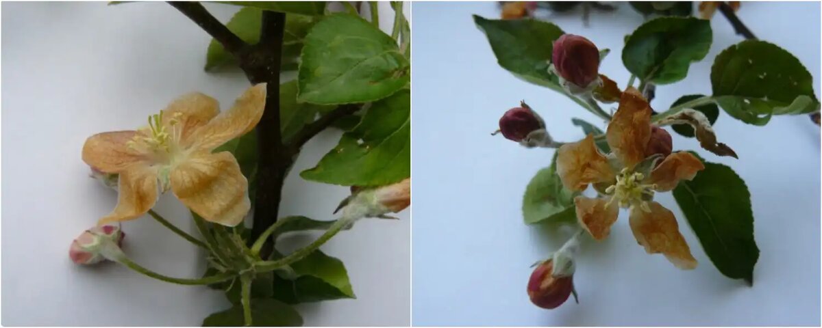 Рис. 1. Морфологические изменения цветков и бутонов яблони при воздействии заморозков (–2°С)