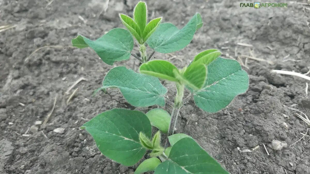 Фото:© Светлана Даренских / Glavagronom.ru
Средняя рентабельность производства сои в хозяйствах ЮФО составляет 35%