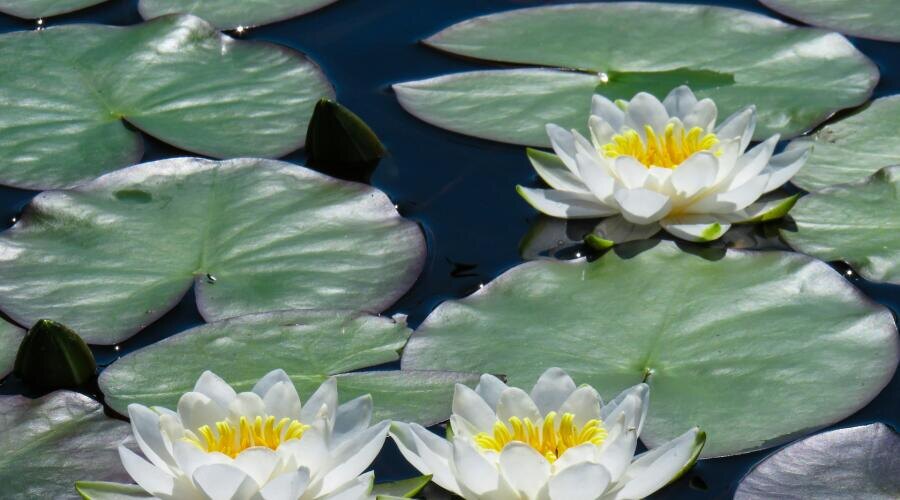     Фото: Anastasiya Romanova on Unsplash