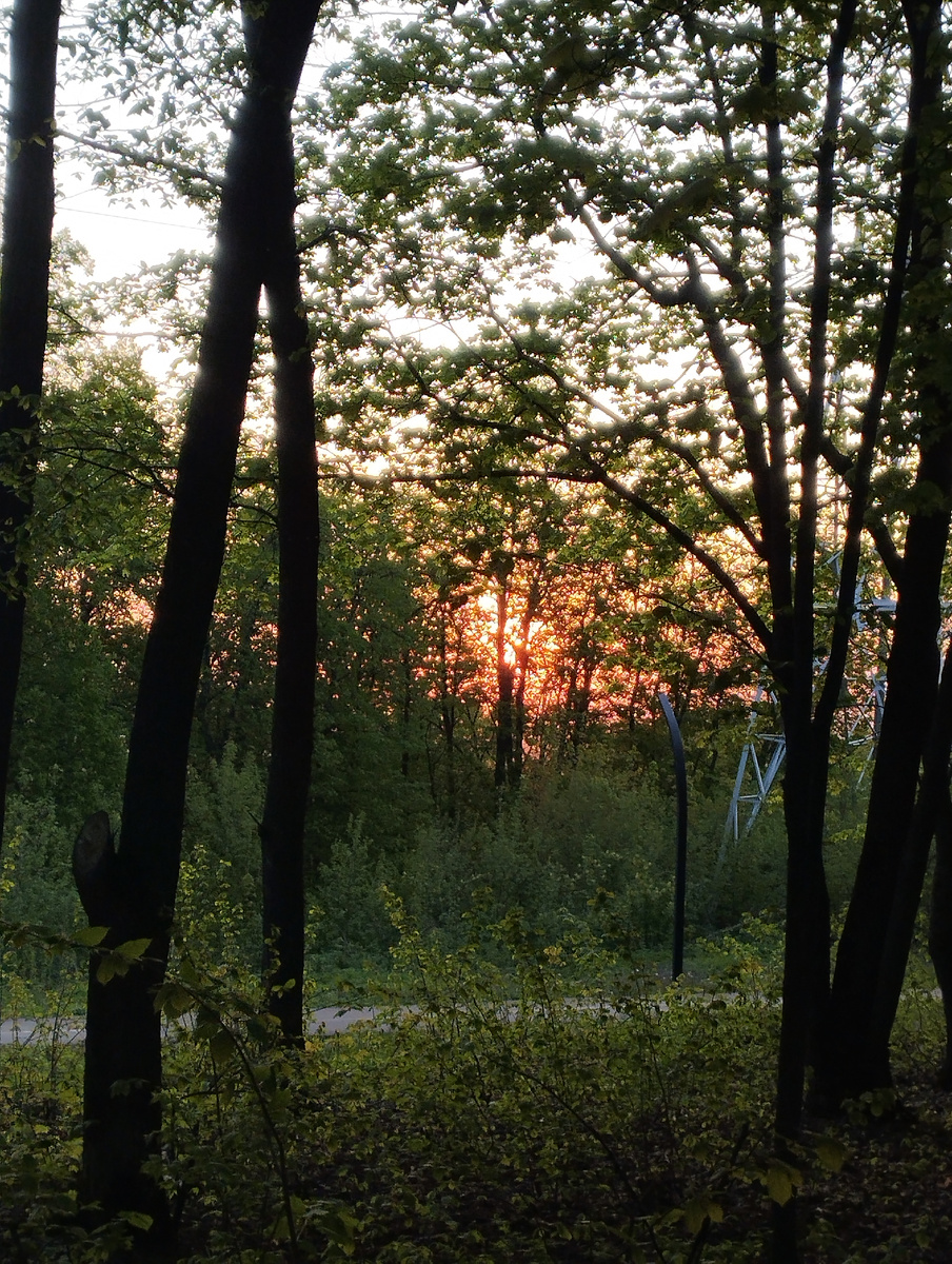 Мое утро в парке