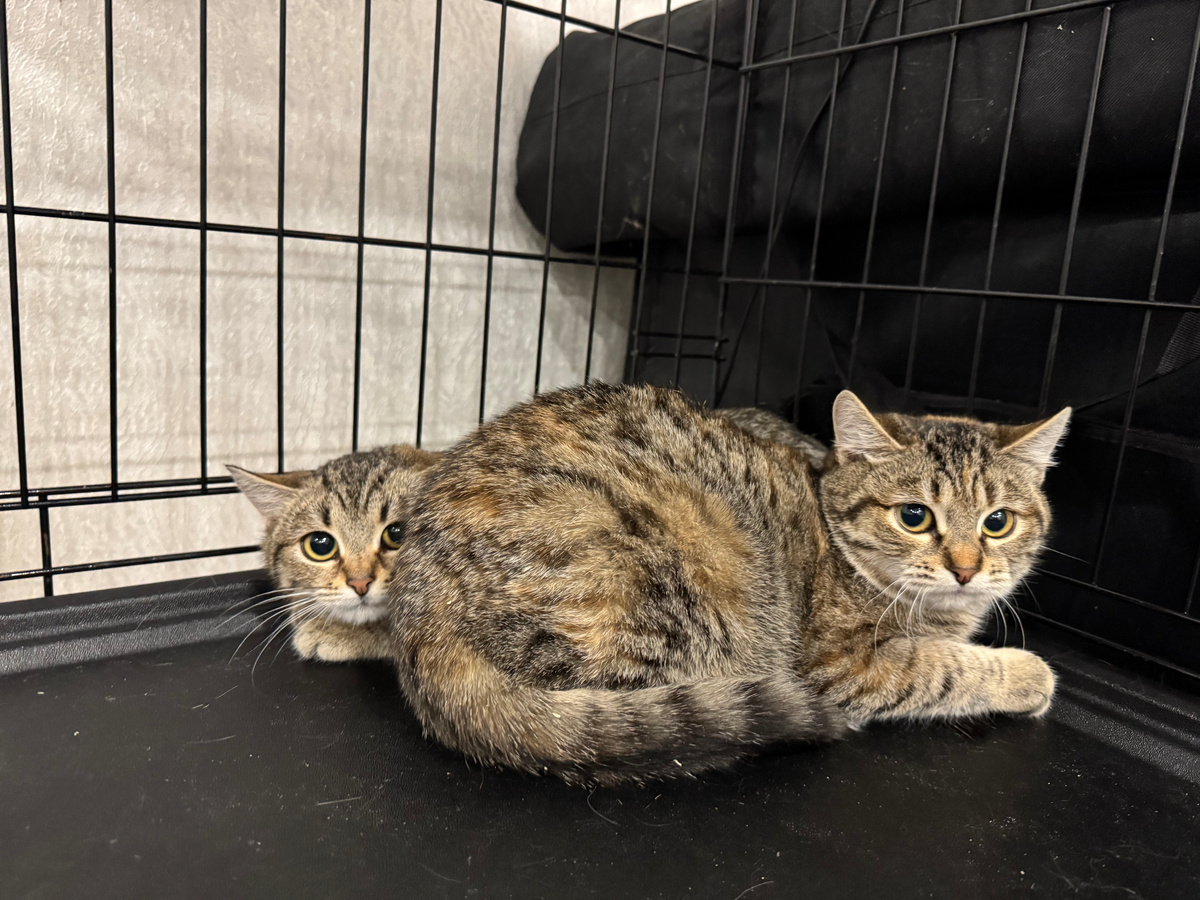 Бублик защищает сестричку Куську. Фото из архива автора