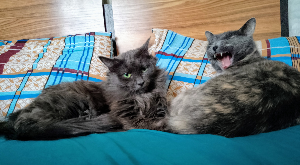 Варя и Зоя обожают печень