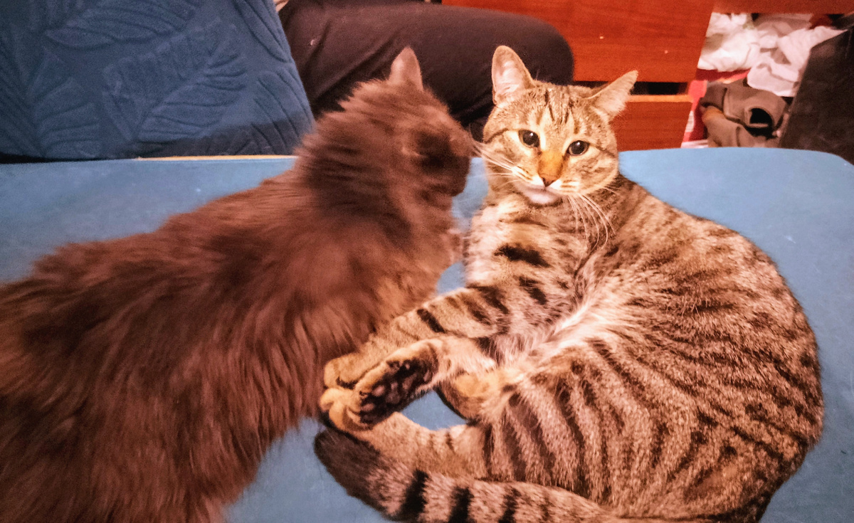 Варя и Флинт