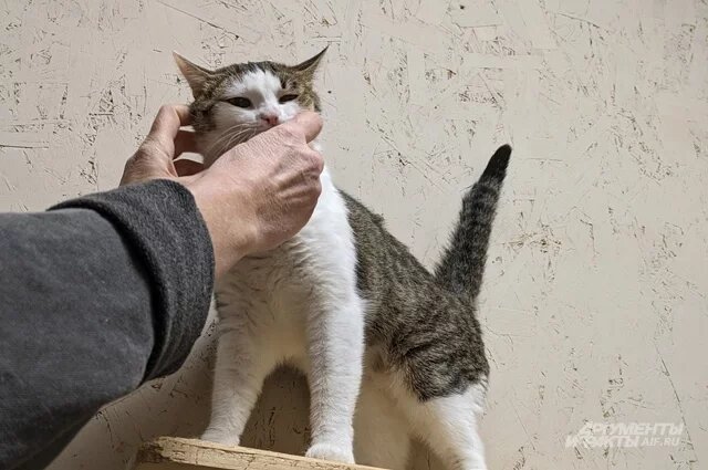    Правда ли, что кошек тошнит от ультразвука?