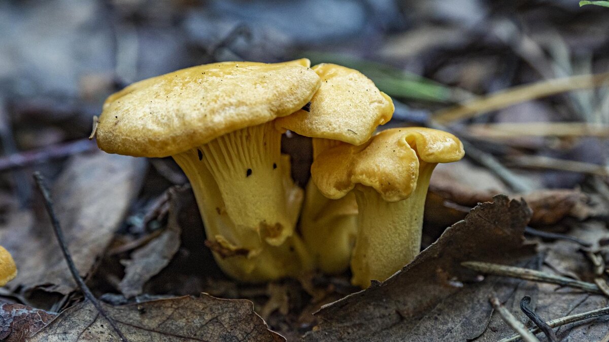    Фото: ИЗВЕСТИЯ/Константин Кокошкин