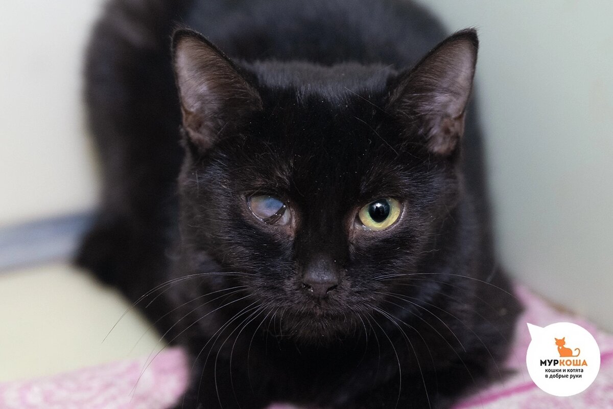 Альфара найдена на улице.