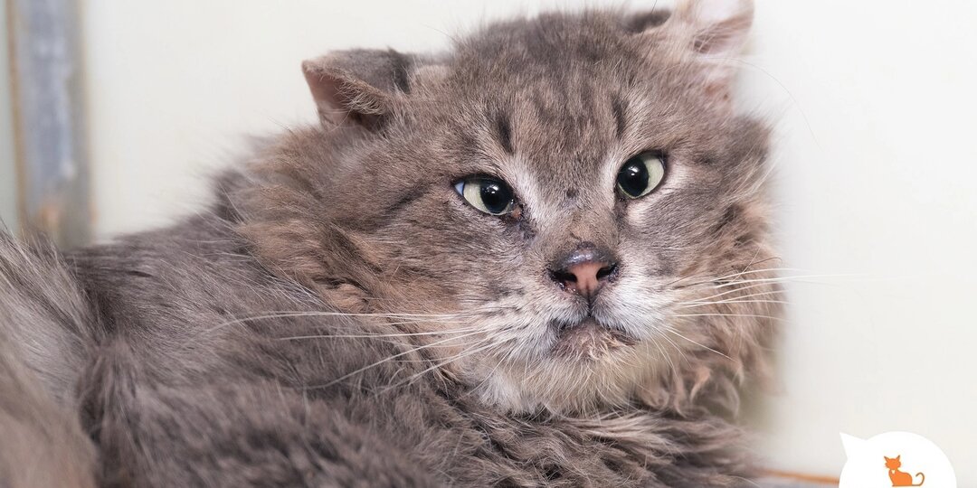 Скорее выбирайте сердечного друга или подругу