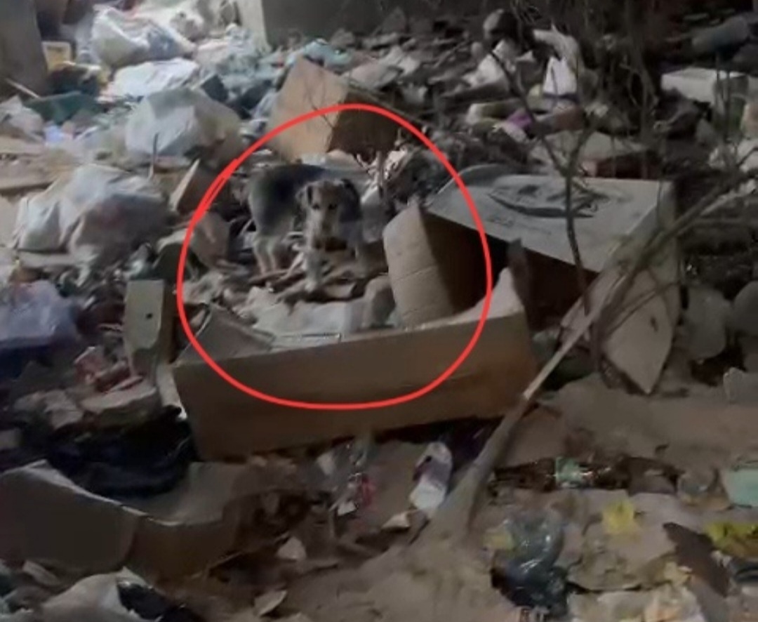 Мира на свалке