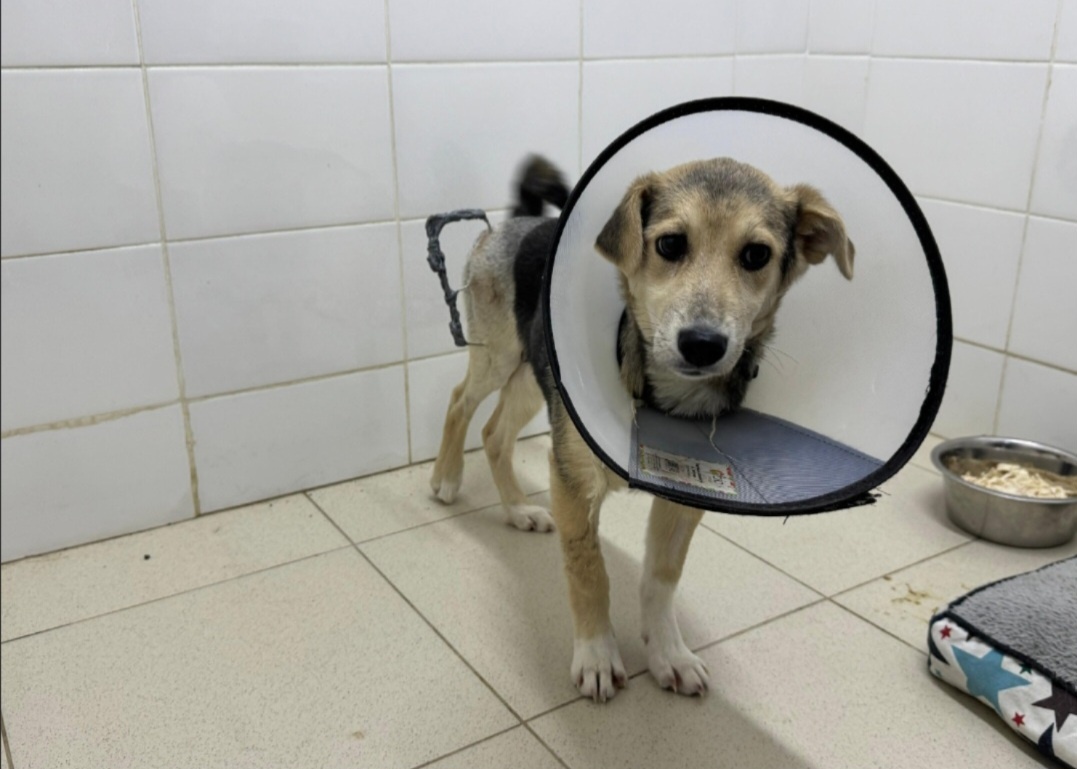 Мира в стационаре 