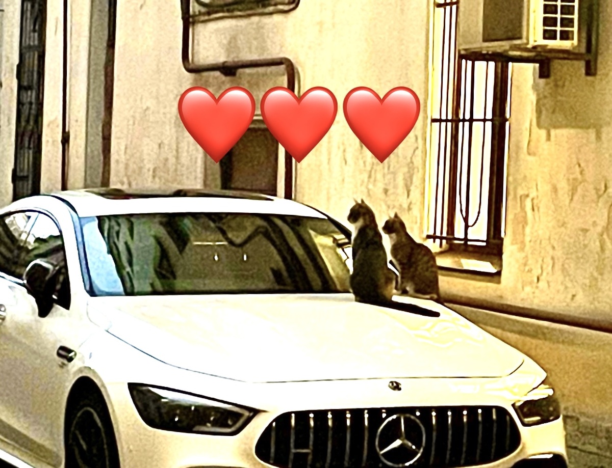 Милые котики