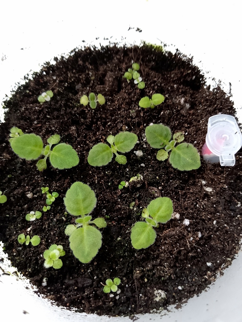 Фото автора канала Зелёное 💚 Царство