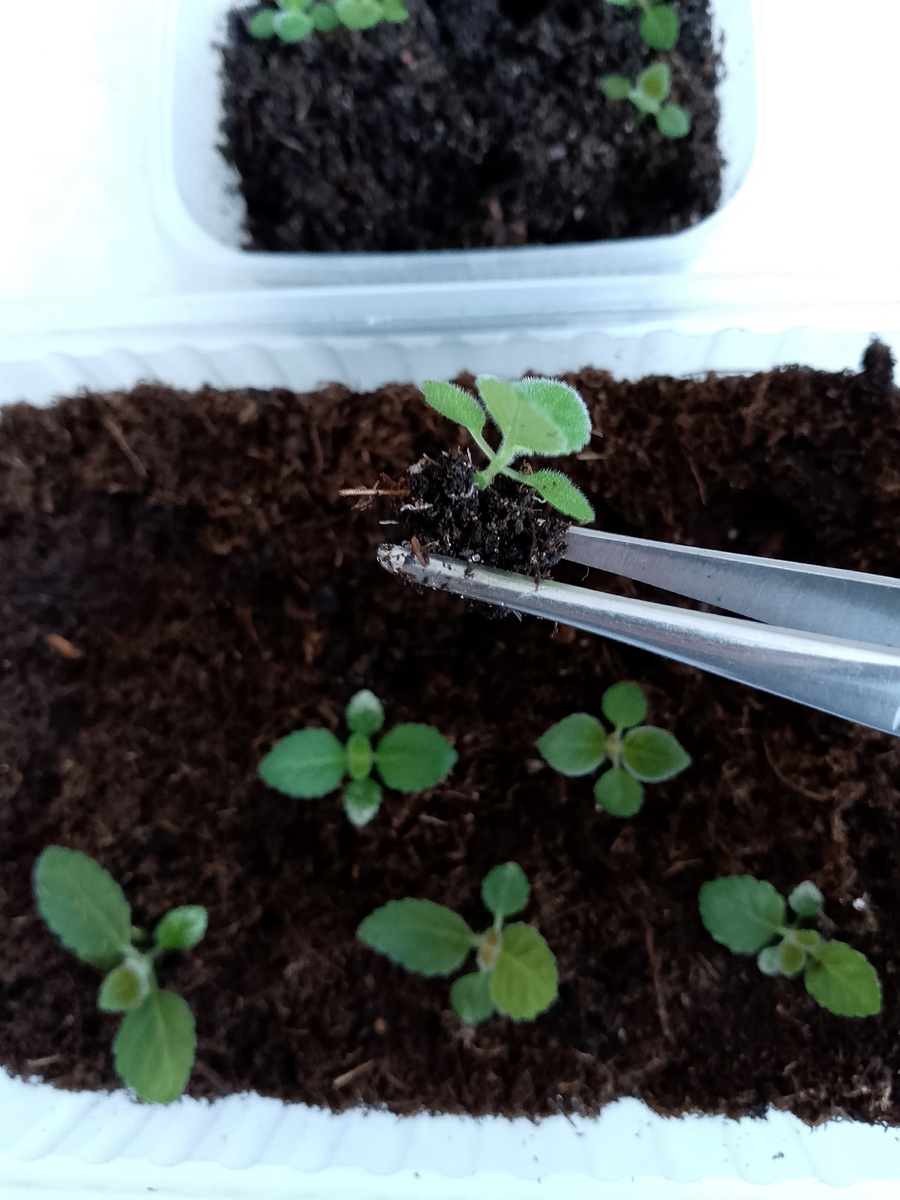 Сеянцы хорошо растут после пересадки