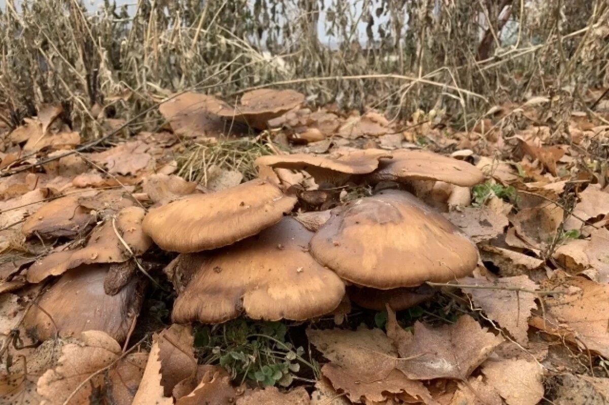    Миколог рассказала, какие грибы уже можно собрать в Новосибирске