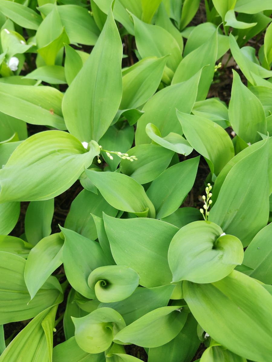 Мои ландыши