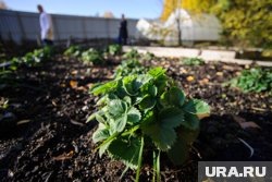  Холодостойкие культуры: что и как посадить весной  📷
