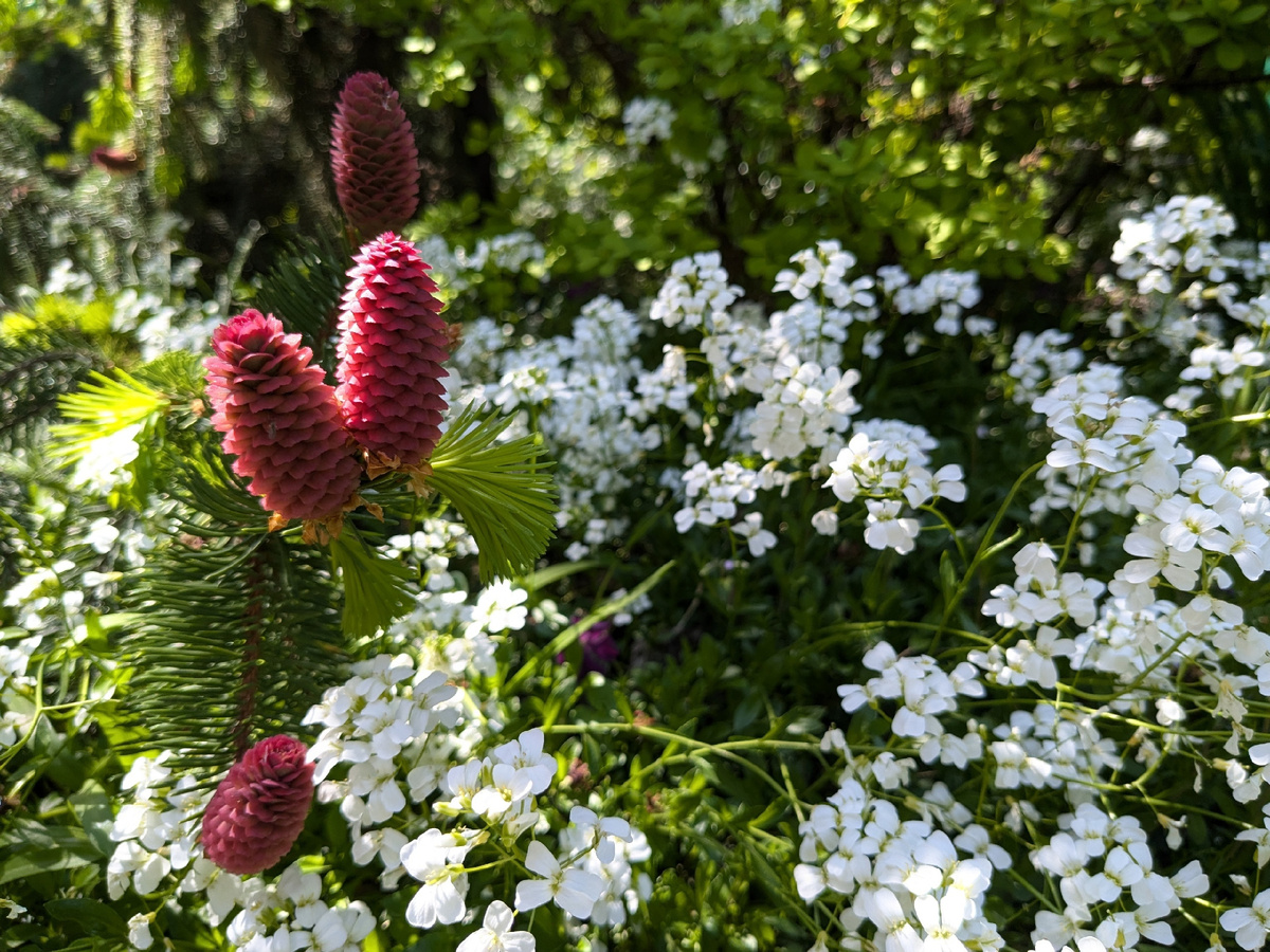 Контрасты в саду Светланы Галаховой