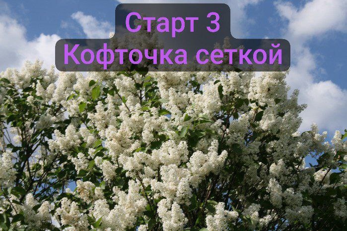 БЕЛАЯ СИРЕНЬ