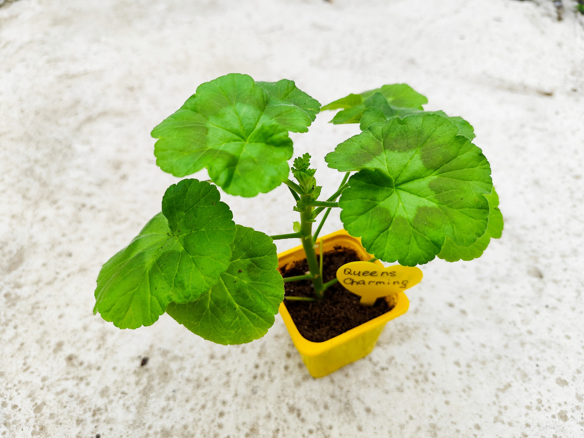 Queens Charming красуется.Сорт корейской селекции.Очень цветливый и неприхотливый.