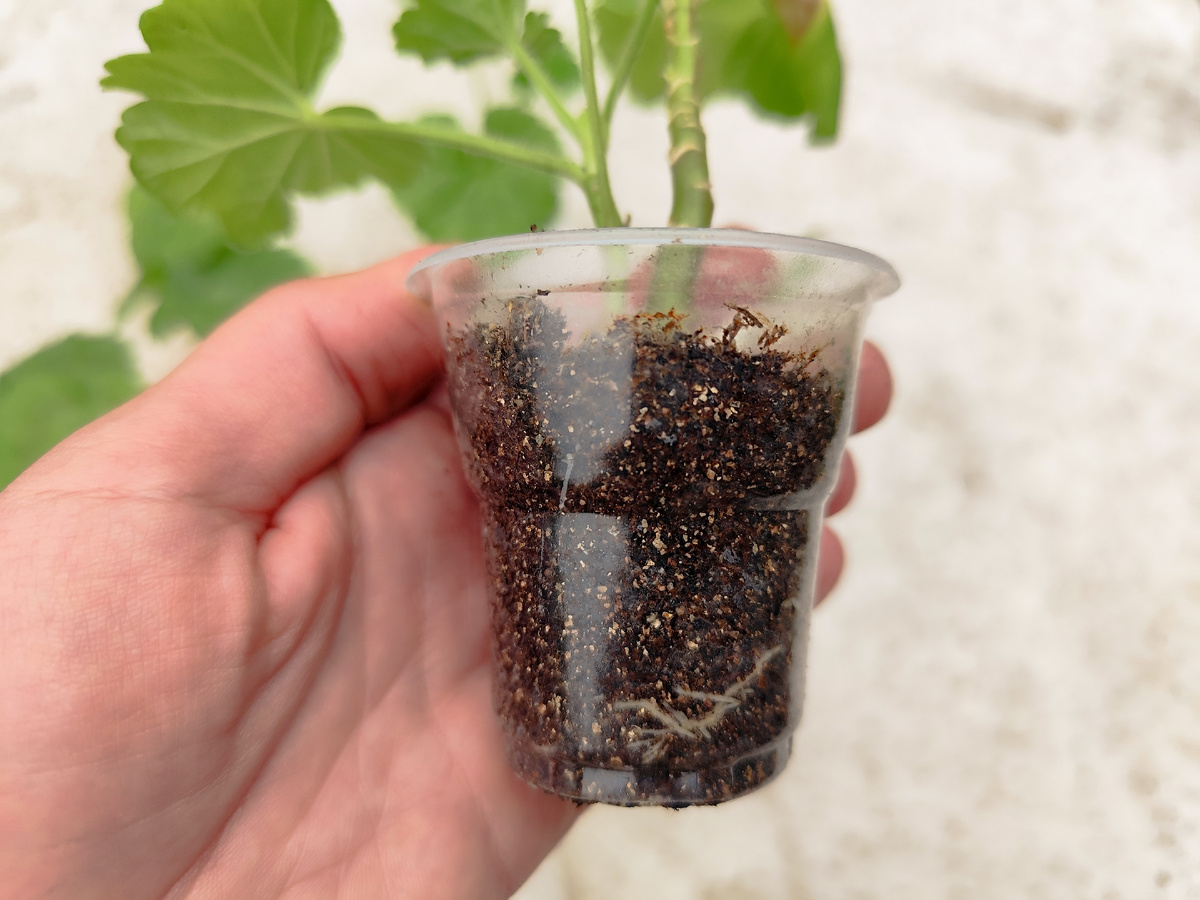 Растение рано пересаживать ⬆️