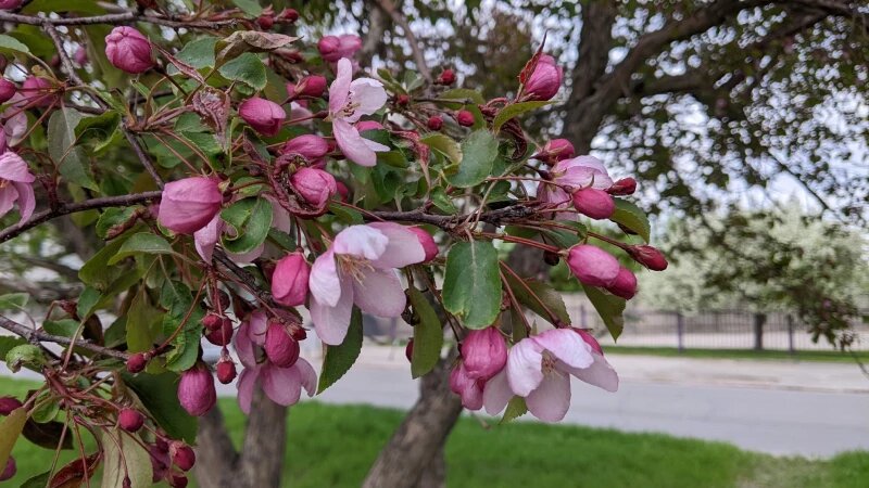     Цветущие яблони. altapress.ru