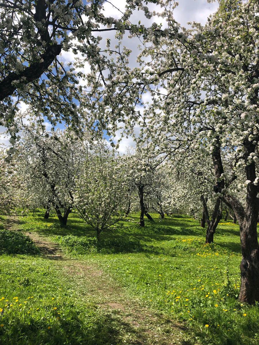 Цветущий сад