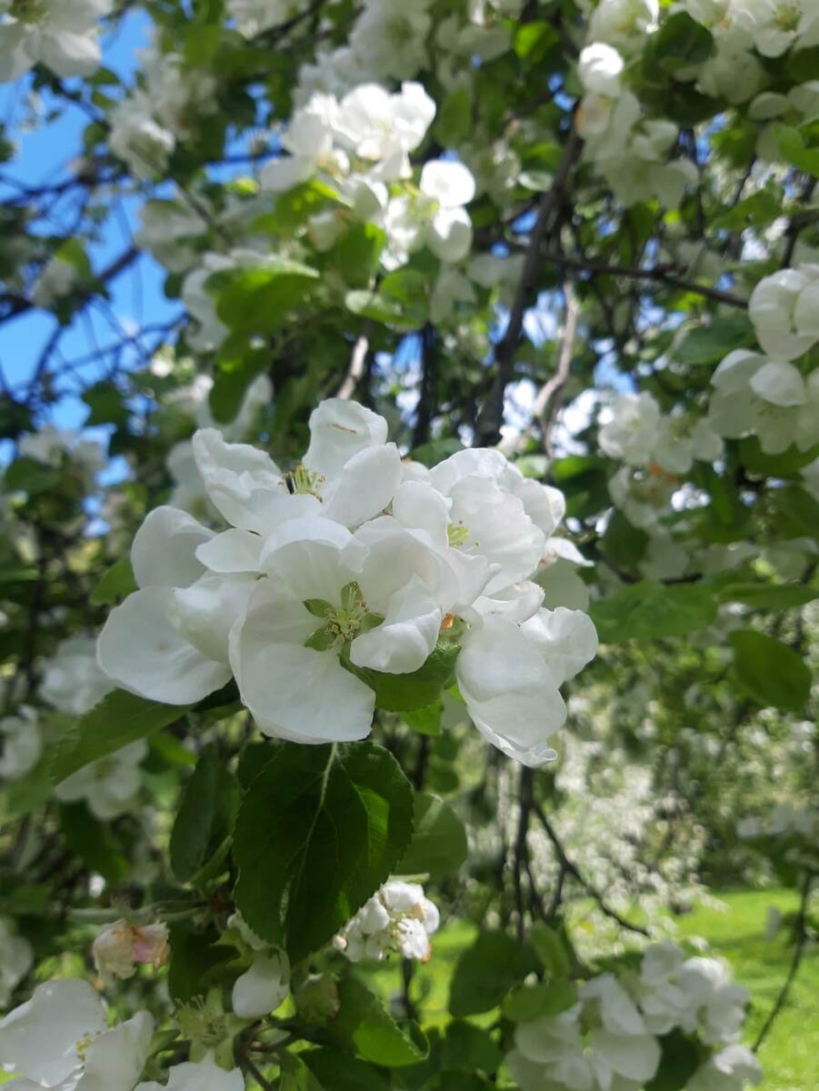 Белые яблони