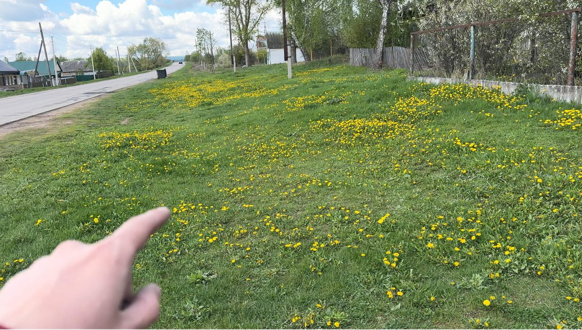 Трава перед домом