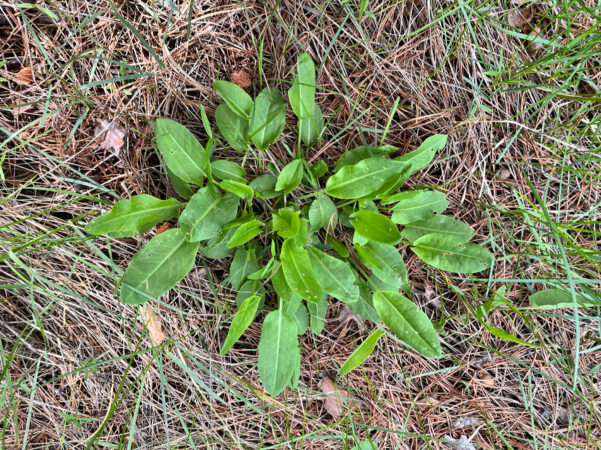 Щавель кислый или обыкновенный (лат. Rumex acetosa), семейство Гречишные