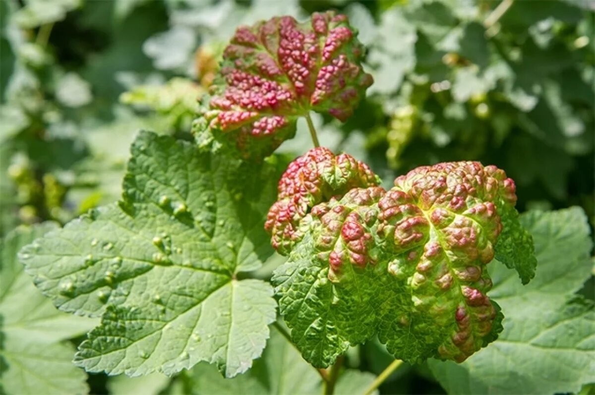    Тля на смородине.