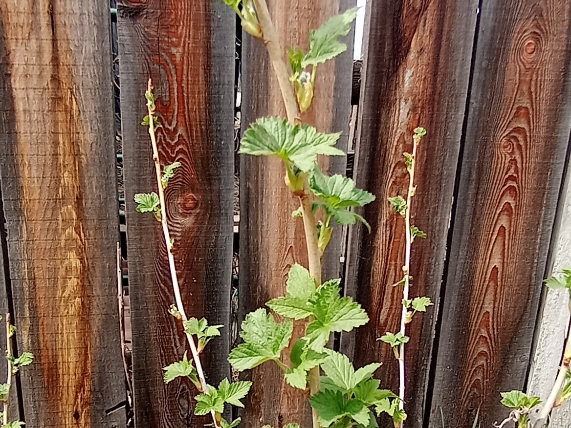 Кустик смородины.