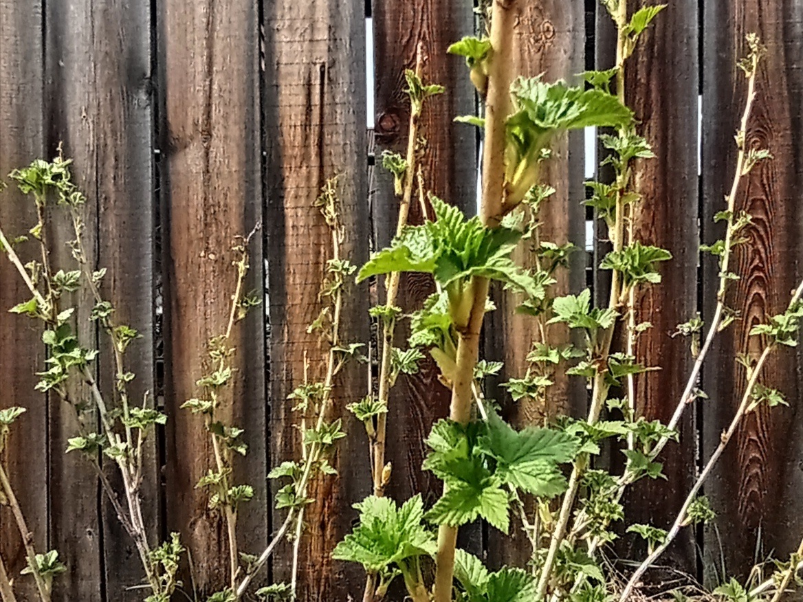Куст смородины.