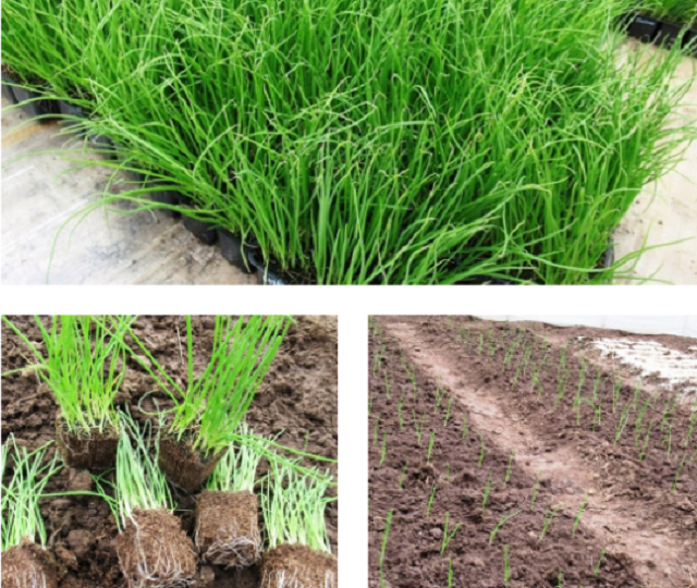 Посадка рассады лука Эксибишен