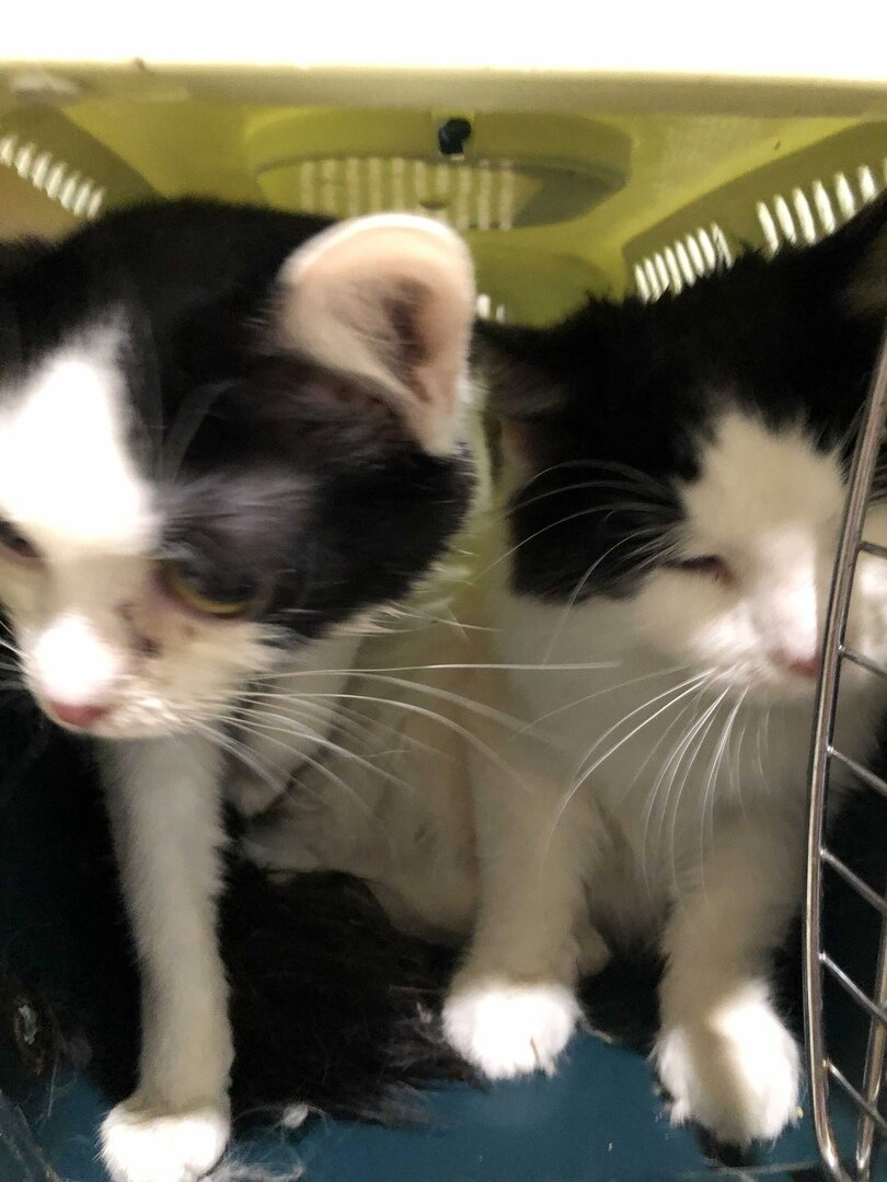 Двое из коробки