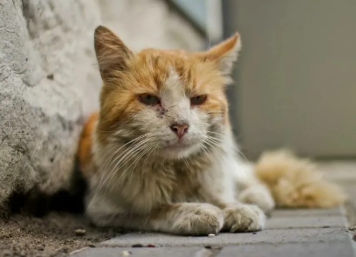 Рандомный кот из Интернета!