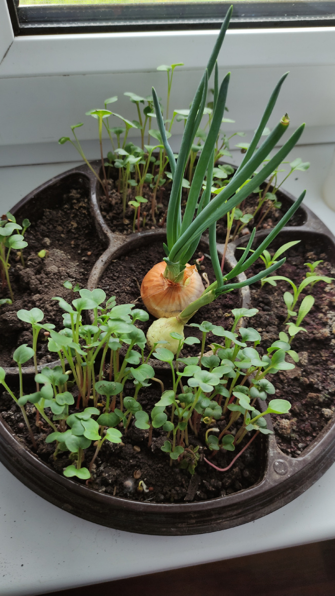 Это микрозелень. Полезно добавлять в салат 