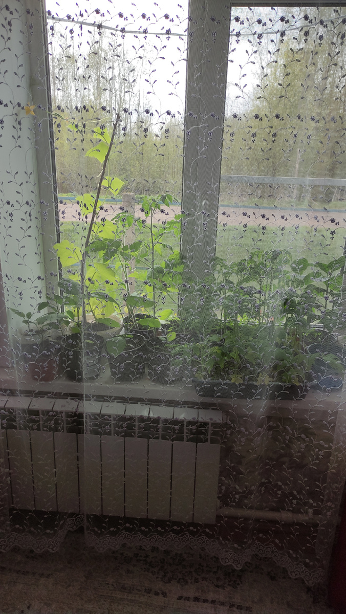 Это рассада перерастает