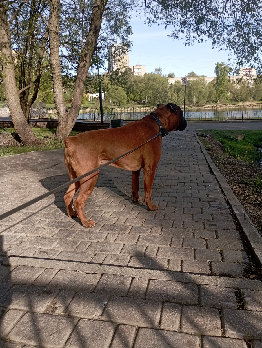 Юсю я с поводка не спускаю, даже если нет других собак. Он слушается только мужа. Ага, два альфа-самца. 
