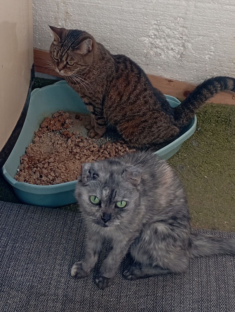 Кису застала. Муж её вечно ругает, потому что непонятно куда она ходит в туалет. Зато тюль теперь вся засунута за батареи, иначе будет описана. 