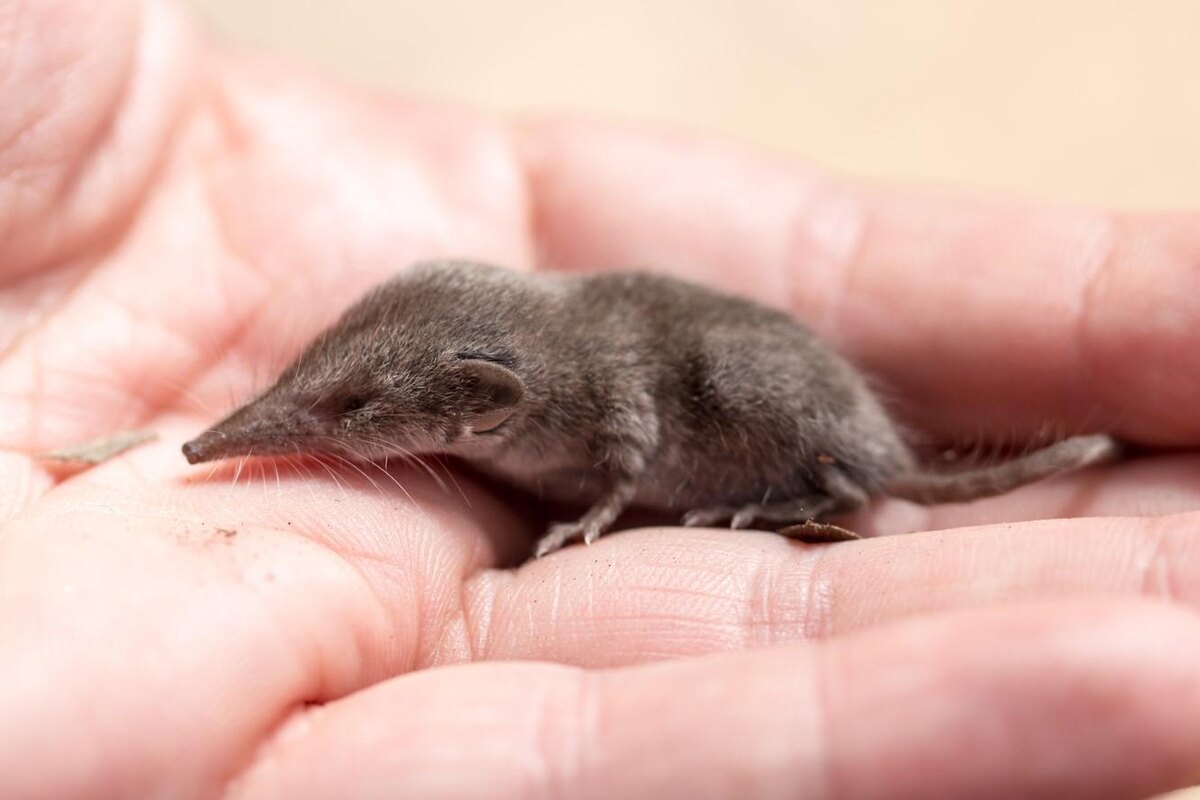 Paula Marzoa / Shutterstock / FOTODOM📷Землеройки очень выносливые и хорошо адаптированные зверьки: у некоторых видов зимой мозг уменьшается в размерах для экономии энергии