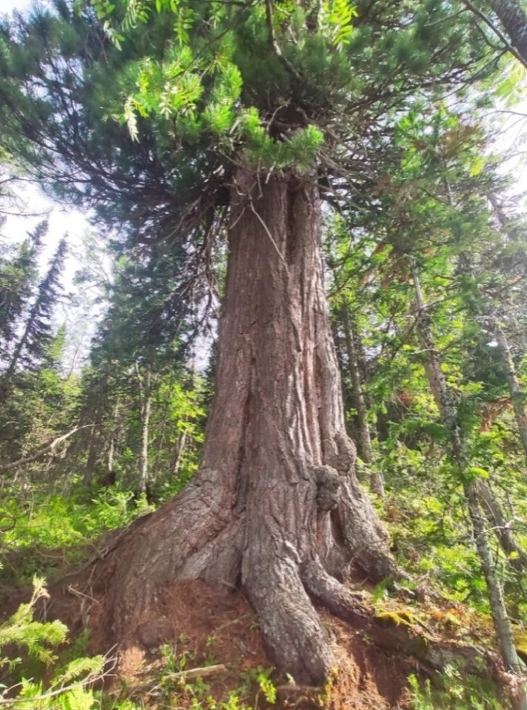    Фото:Росдерево Остап Мусаев