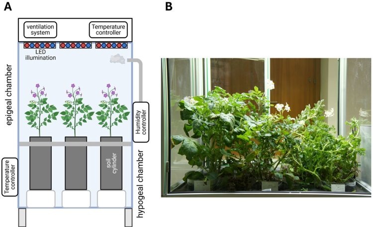    Горные сорта итальянского старинного местного картофеля проверили на термоустойчивость и питательность
