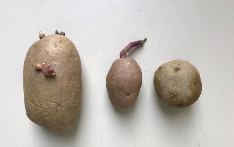     Горные сорта итальянского старинного местного картофеля проверили на термоустойчивость и питательность
