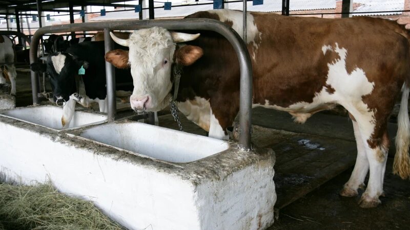     Быки. altapress.ru.