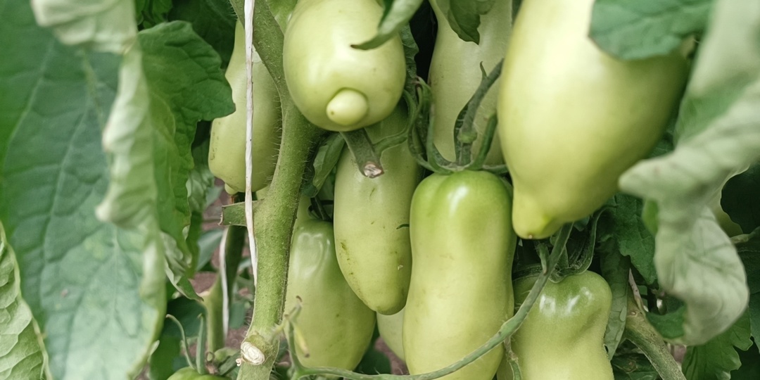 Заправляем правильно грядки под посадку томатов — будем снимать урожай ящиками