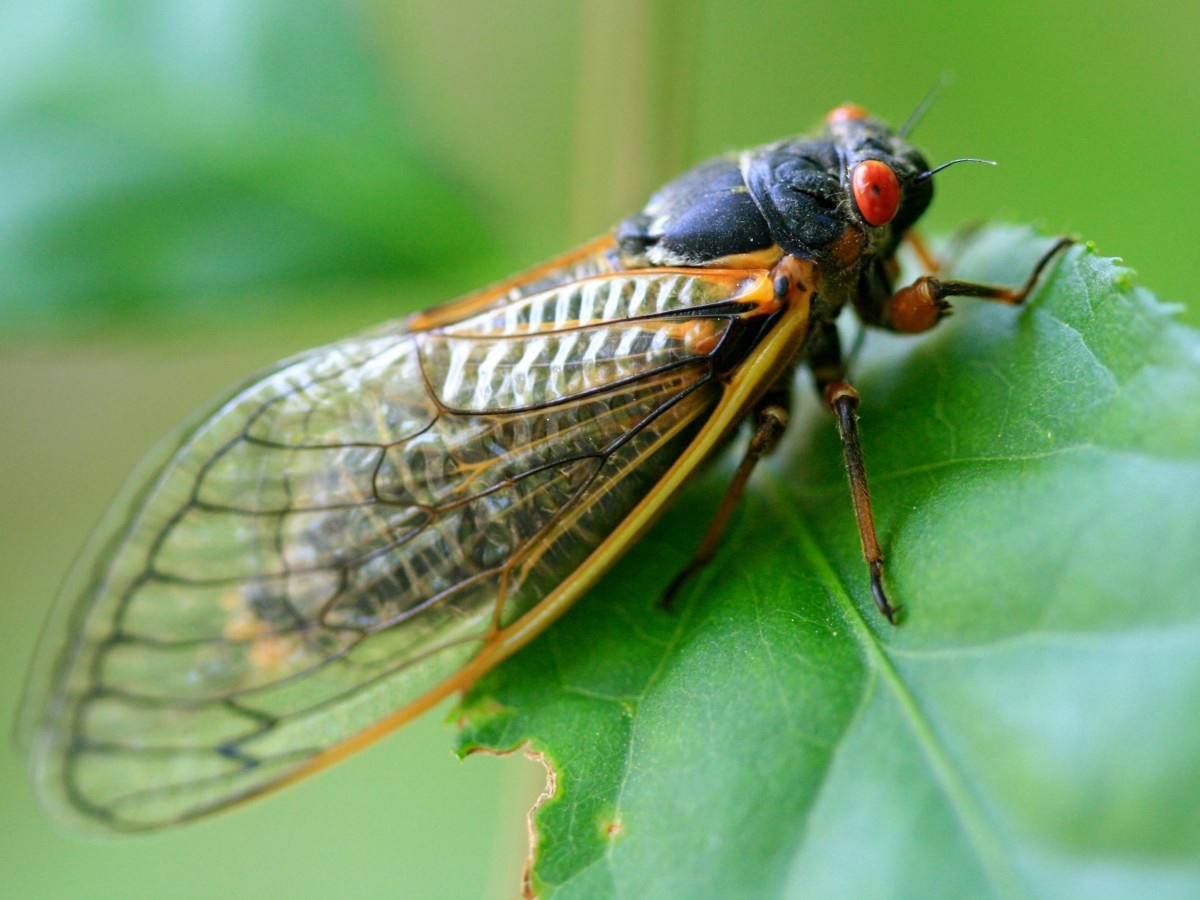    Цикады-киборги исполнили классическое произведение [ВИДЕО]