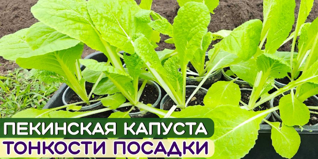 Пекинская капуста: секреты правильной посадки для отменного урожая.
