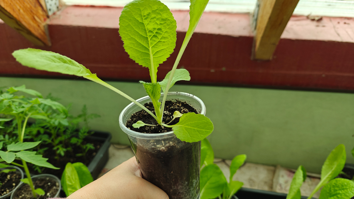 Рассада пекинской капусты  готова к высадке